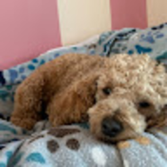 pazzlielove